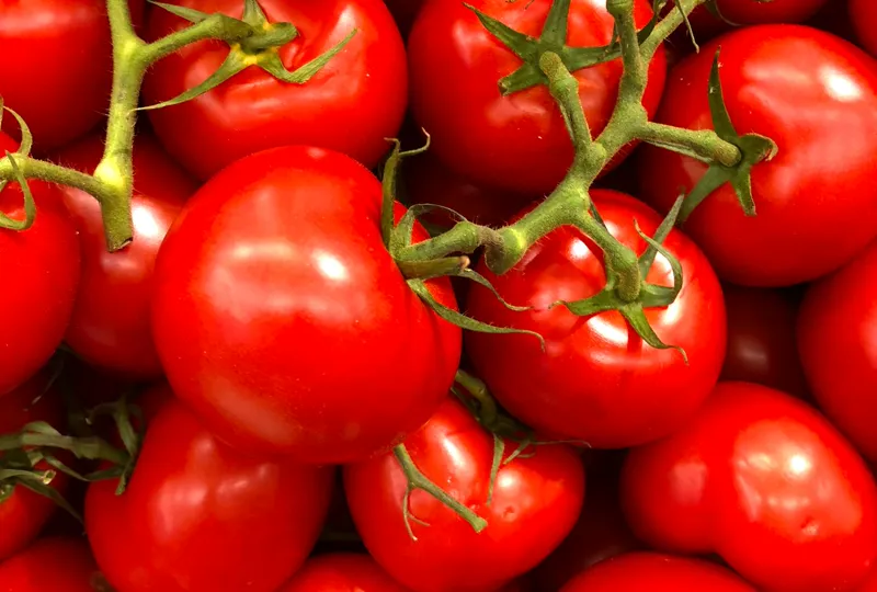 Tomates vermelhos maduros